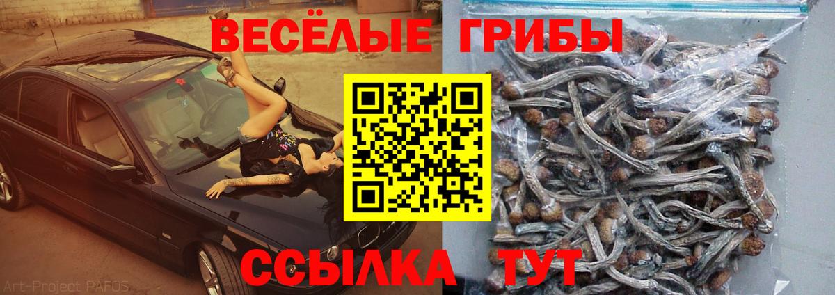 Галлюциногенные грибы Psilocybine cubensis Югорск